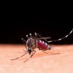 homegrown malaria cases